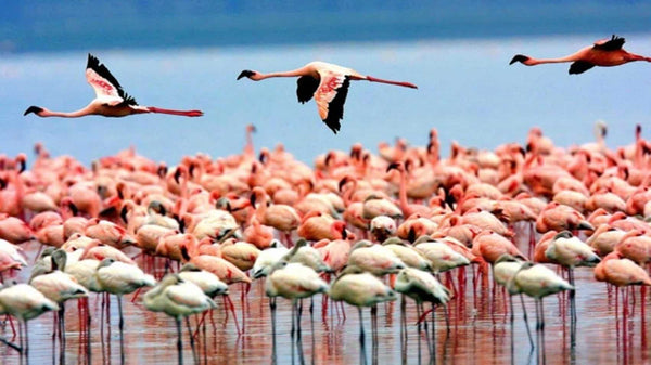 NORTHERN TANZANIA SAFARI EXPERIENCE