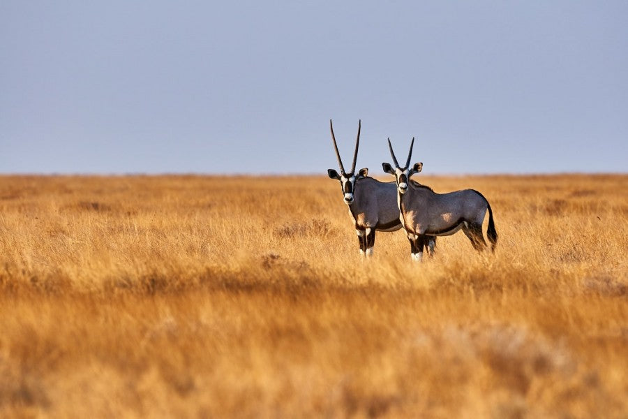 TRANS AFRICA SIGNATURE LODGE SAFARI