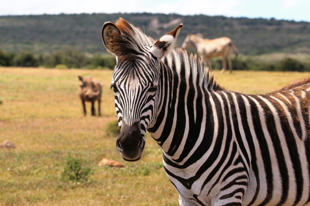 KRUGER SIGNATURE EXPERIENCE