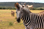 KRUGER SIGNATURE EXPERIENCE