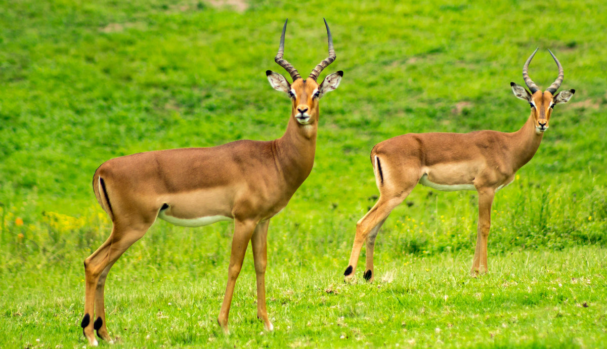 KRUGER SIGNATURE EXPERIENCE