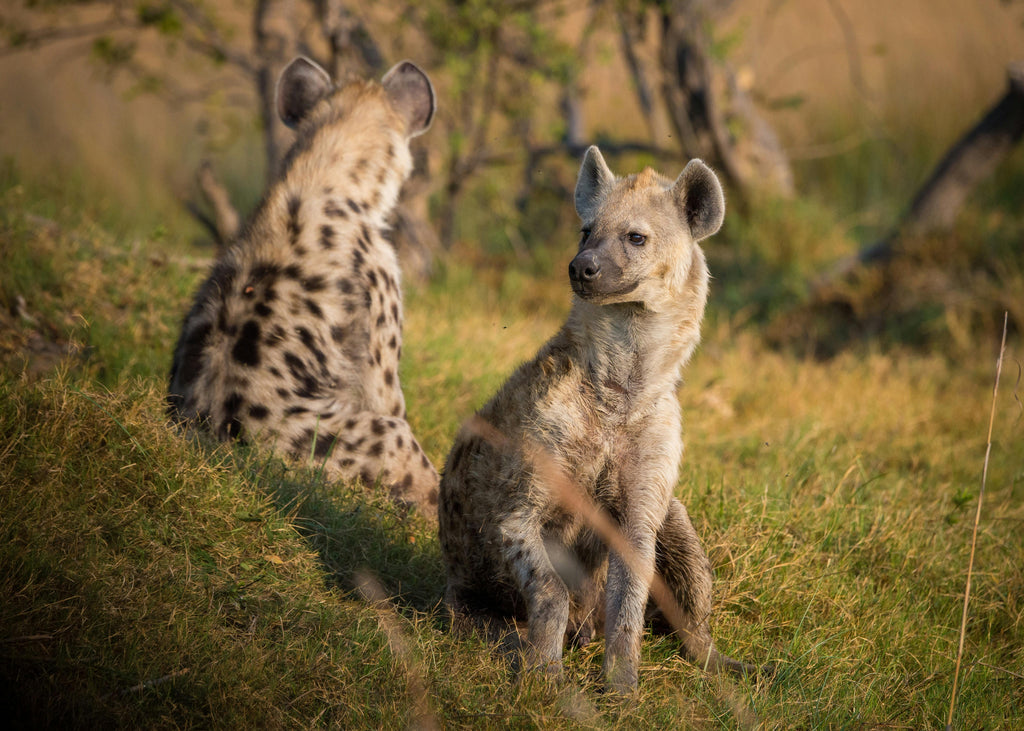KRUGER SIGNATURE EXPERIENCE