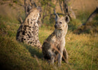 KRUGER SIGNATURE EXPERIENCE