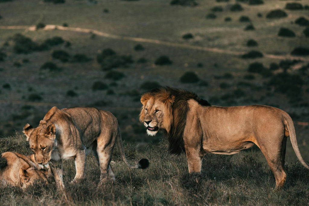 KRUGER SIGNATURE EXPERIENCE