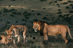 KRUGER SIGNATURE EXPERIENCE