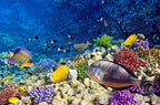 MADAGASCAR ISLAND HOPPING  ESCAPE