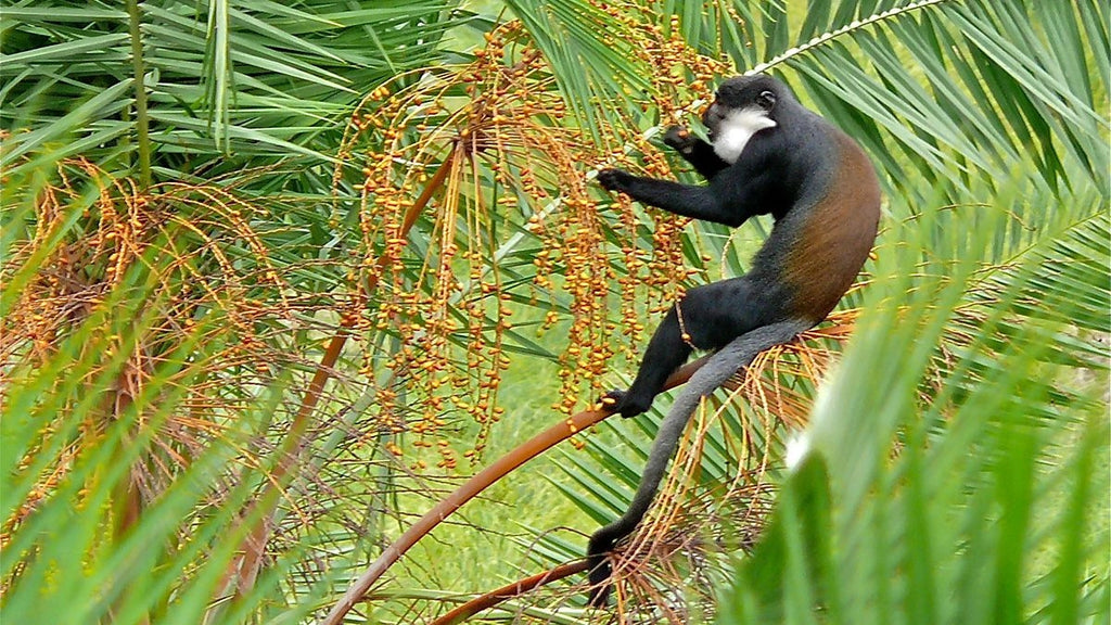 UGANDA GORILLA & WILDLIFE SAFARI