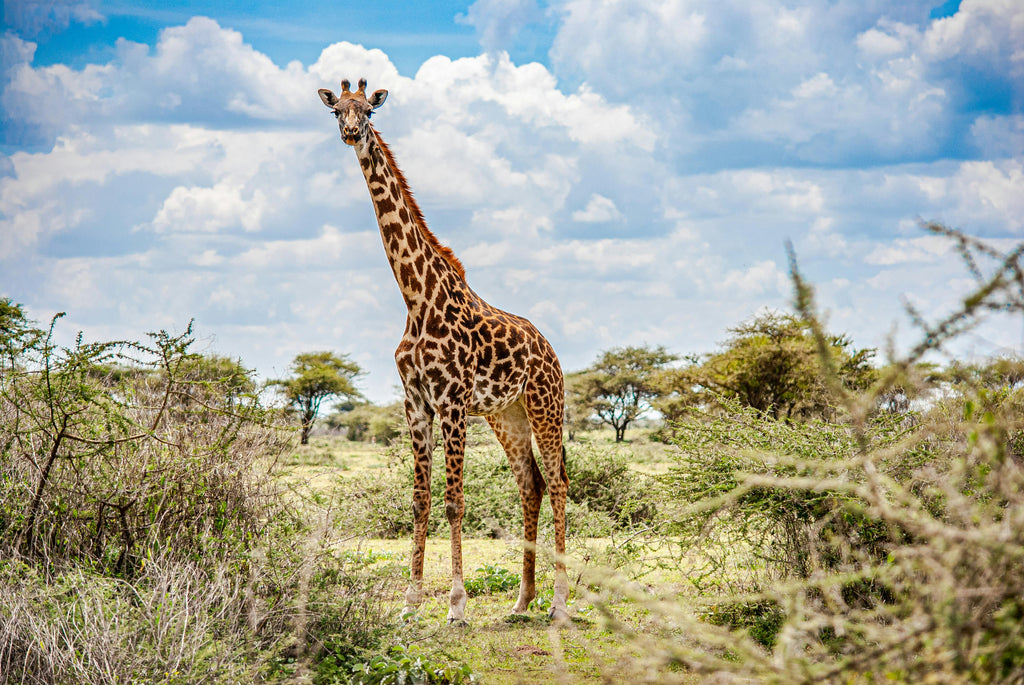 KRUGER SIGNATURE EXPERIENCE