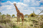 KRUGER SIGNATURE EXPERIENCE