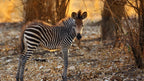 VICTORIA FALLS & HWANGE SAFARI