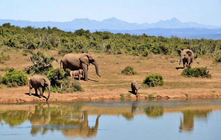 UGANDA GORILLA & WILDLIFE SAFARI