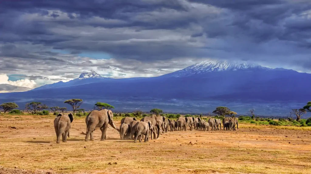 SERENGETI GREAT MIGRATION SAFARI