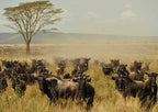 SERENGETI GREAT MIGRATION SAFARI