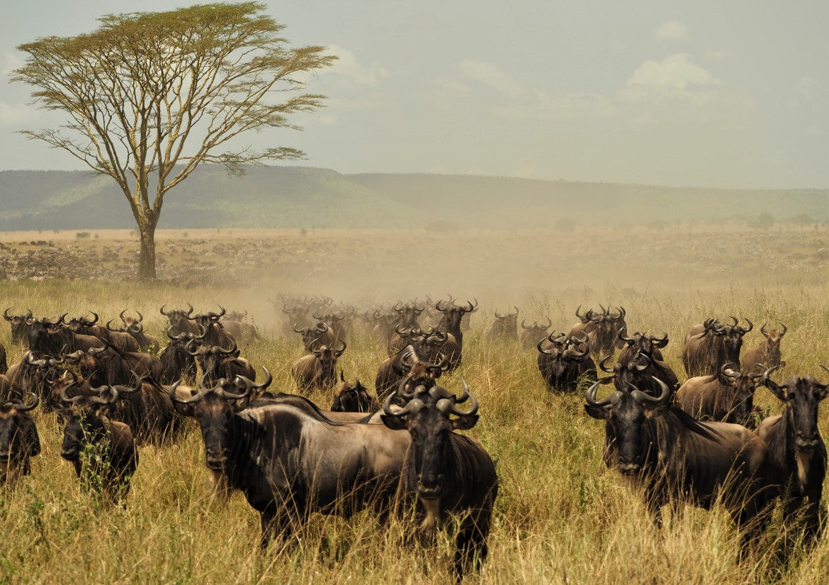 SERENGETI GREAT MIGRATION SAFARI
