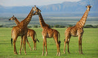 NORTHERN TANZANIA SAFARI EXPERIENCE