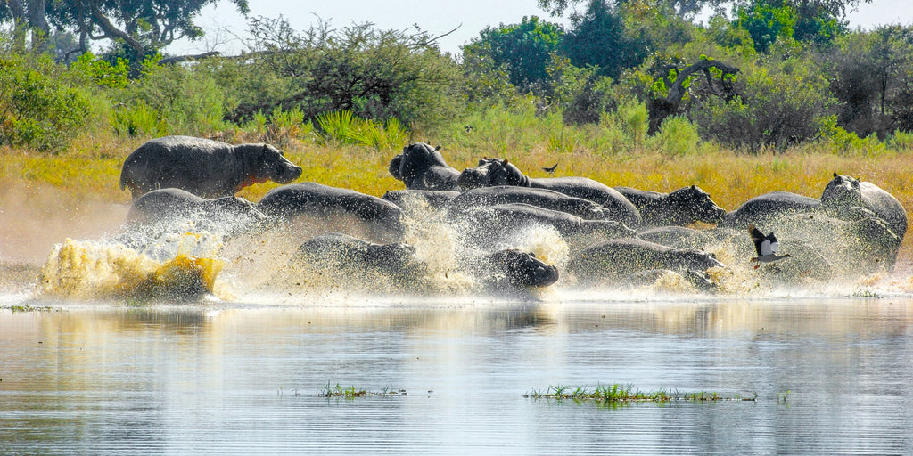 BOTSWANA WILDLIFE EXPLORER