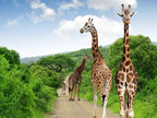 KRUGER & MOZAMBIQUE SAFARI AND BEACH ESCAPE