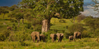 NORTHERN TANZANIA SAFARI EXPERIENCE