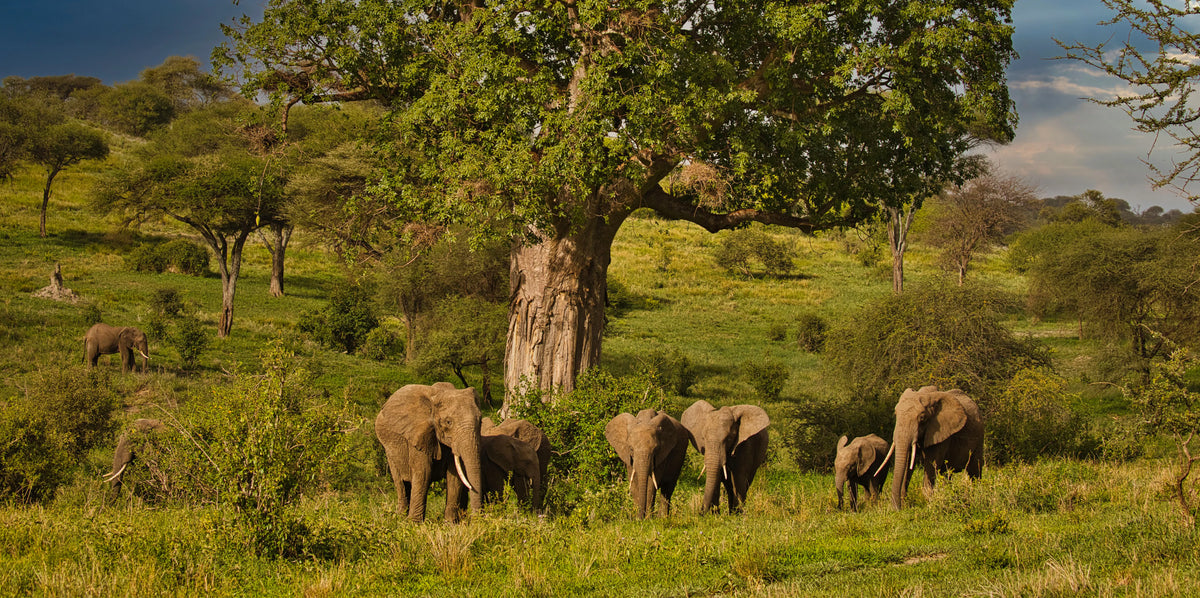 NORTHERN TANZANIA SAFARI EXPERIENCE