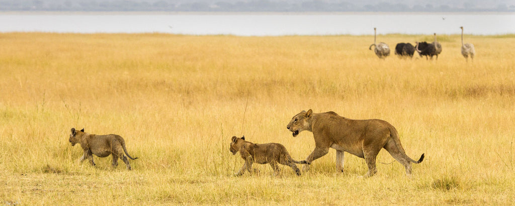 SERENGETI GREAT MIGRATION SAFARI