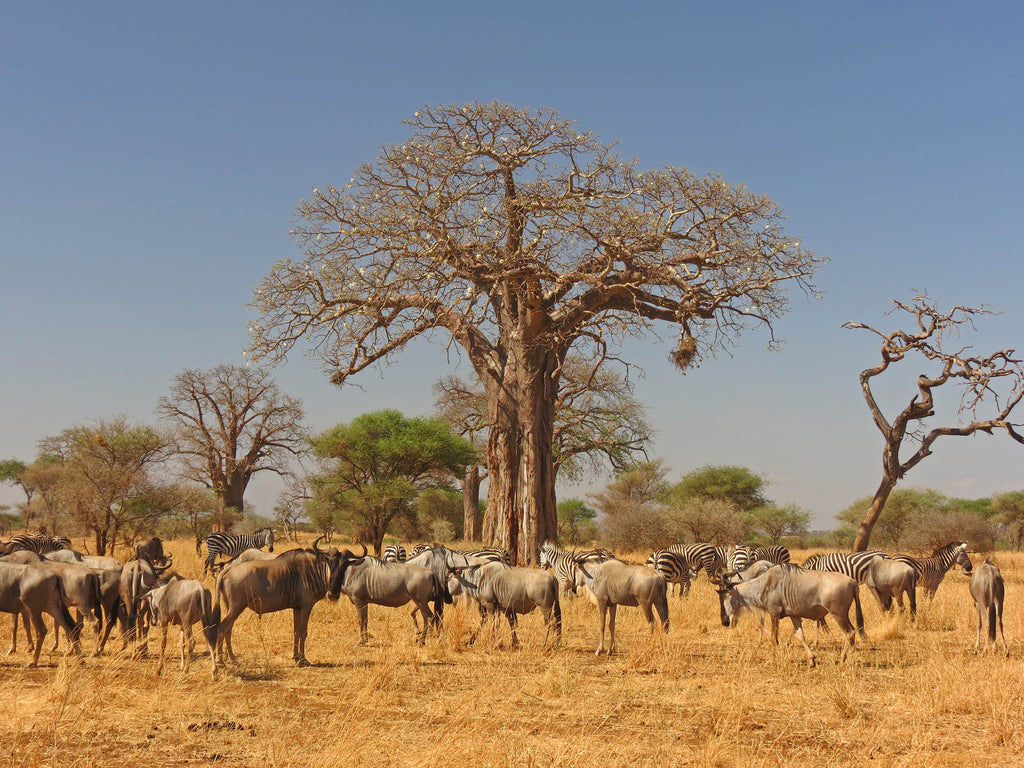 NORTHERN TANZANIA SAFARI EXPERIENCE