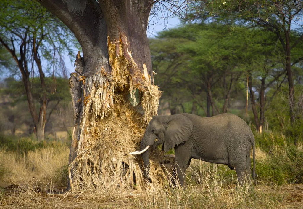 SERENGETI GREAT MIGRATION SAFARI