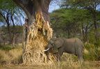 SERENGETI GREAT MIGRATION SAFARI