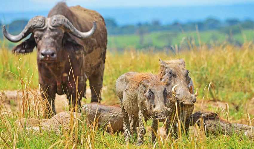 UGANDA GORILLA & WILDLIFE SAFARI