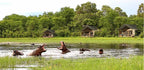 BOTSWANA WILDLIFE EXPLORER
