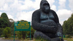 RWANDA GORILLA & RAINFOREST SAFARI