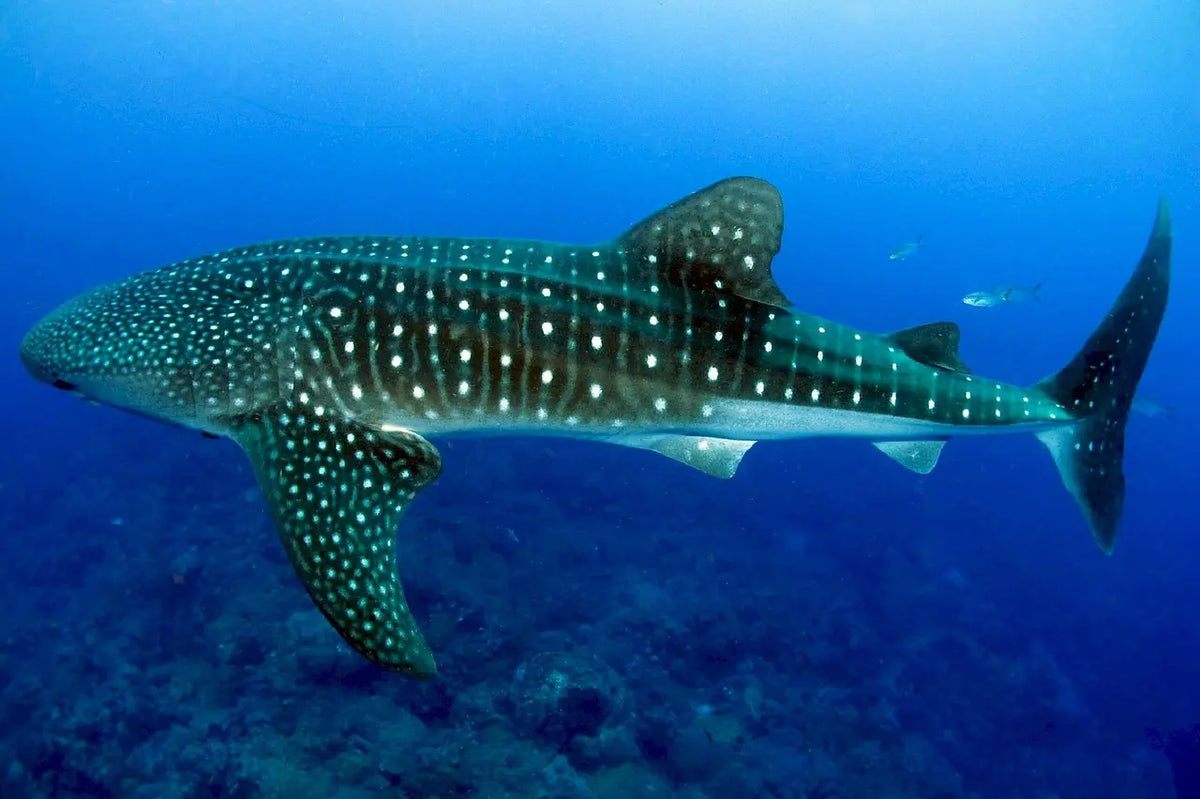 MADAGASCAR DIVING AND WILDLIFE ADVENTURE