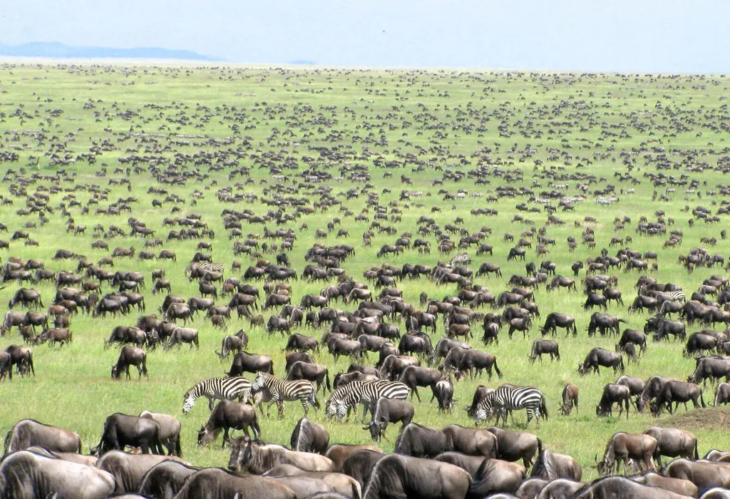 SERENGETI GREAT MIGRATION SAFARI