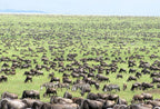SERENGETI GREAT MIGRATION SAFARI