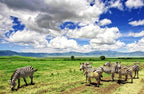 SERENGETI GREAT MIGRATION SAFARI