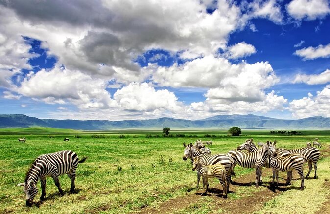 SERENGETI GREAT MIGRATION SAFARI