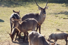 Africa - 2014 - 4 145-min