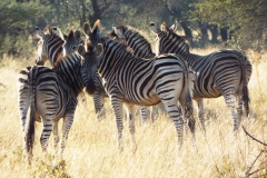 Dan Cantlon - 2014 - 3 657-min