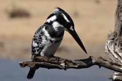 Dan Cantlon - Canada - JuneJuly 2013 217-min