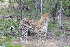 Dan Cantlon Mei 2016 - 1 - KNP & Blyderivierspoort 023-min