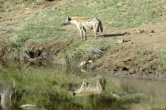 Dan Cantlon Mei 2016 - 1 - KNP & Blyderivierspoort 342-min