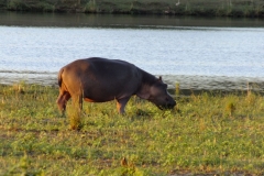 Dan Cantlon Mei 2016 - 1 - KNP & Blyderivierspoort 398-min
