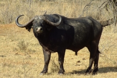 Dick Niazy & Nick Panek - Julie 2015 247-min