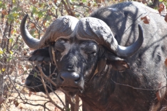 Doug Bezzant - KNP - Aug 2014 128-min