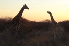 Edgar Cordivin & Ron Seaton - Julie 2014 113-min