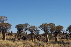 Ewert CELL - Tot Okt 2014 2013-min