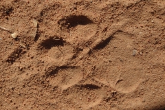 Joseph Lantieri - Mei 2014 006-min