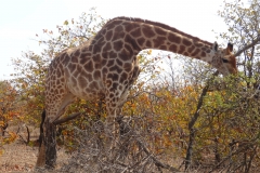 Lois & Gene , Gary & Donna , Grant & Nicole - Sept 2013 154-min