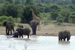 Paul Kmiec & Larry Martin - April 2016 258b-min