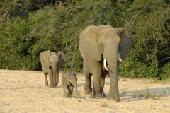Ray, Dee & Jacey Symens - Timbavati - KNP - June 2017 217b-min
