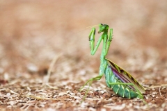 praying mantisb-min
